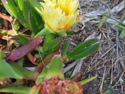 Carpobrotus edulis subsp. edulis living as it is capable